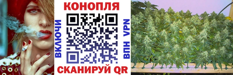 Конопля сатива  Астрахань 